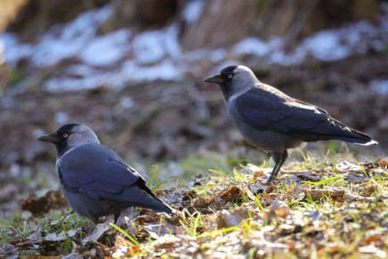 ��� ����� ������ �����. �������� ������� ����� �������, �� ������� ��� �������� ������������ ������� ��������; ����� � �������� ����; ��� �������� ������ ������ ������������ ����� ����������� ������, ������� ������. �...