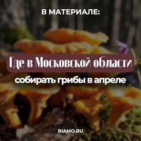 Какие грибы пойдут в апреле 2026 года, где их собирать и как отличить от несъедобных, читайте в материале РИАМО