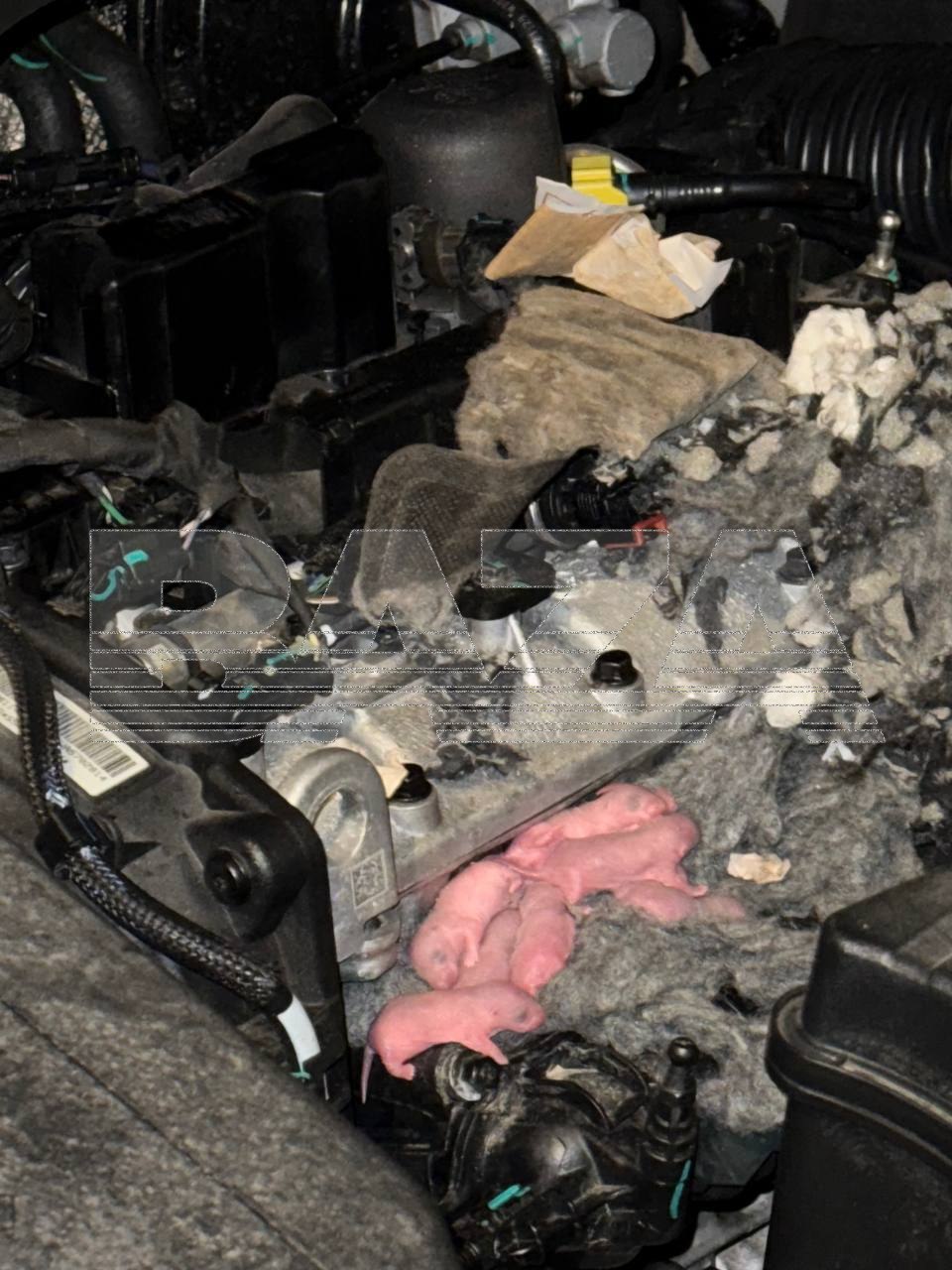 Жители московского ЖК страдают от полчища крыс — грызуны проникают в дома и автомобили, грызут проводку Жители московского ЖК страдают от полчища крыс — грызуны проникают в дома и автомобили, грызут проводку