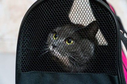 Более 4,8 тыс. обращений поступило в контакт-центр ветеринарии Подмосковья с начала года