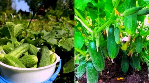 ������� ��������: ��������� ����� �������, ������� ����� � ����