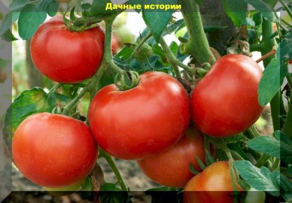 ������ �� ������ ������� ��� ������ �������