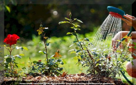 Как правильно поливать растения: советы по уменьшению поливов и сохранению влаги в почве