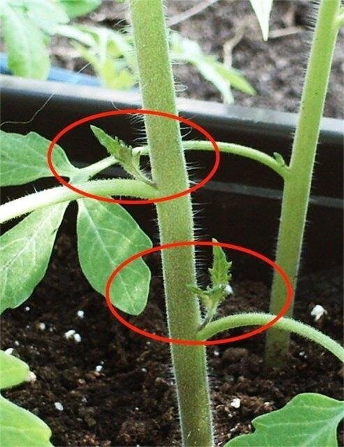 Как правильно ухаживать за рассадой томатов: секреты удаления листьев