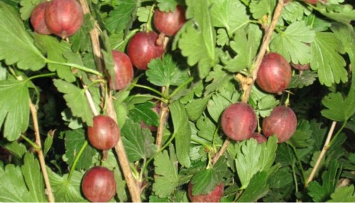 Как правильно ухаживать за крыжовником: советы и лучшие сорта