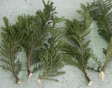 Как размножить хвойные растения черенками: советы и секреты