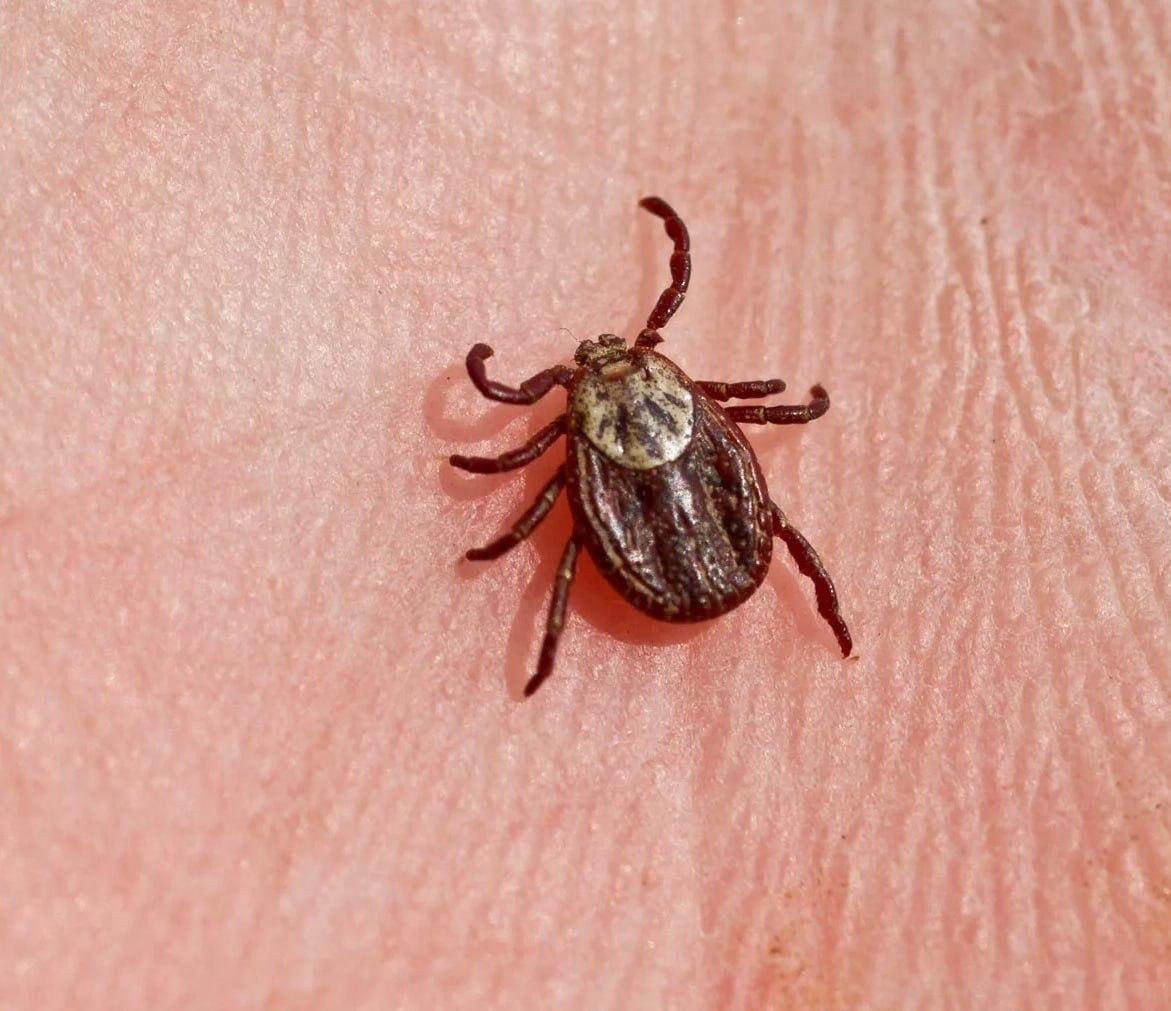 Сезон активности клещей начался в Подмосковье, предупредили в Минэкологии региона