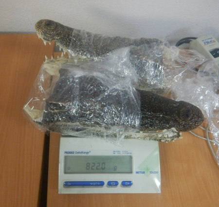 Россиянин пытался ввезти головы крокодилов из Таиланда Россиянин пытался ввезти головы крокодилов из Таиланда