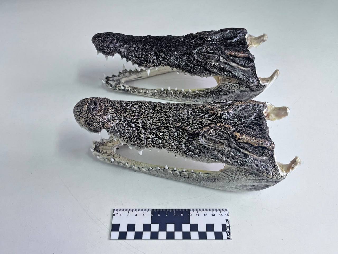 Россиянин пытался ввезти головы крокодилов из Таиланда Россиянин пытался ввезти головы крокодилов из Таиланда