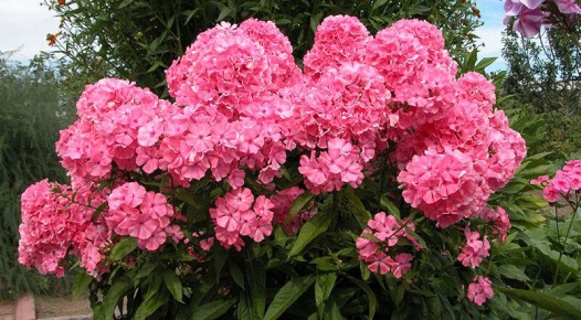 ���� �� �������� � �������: ������� ��������� ��������