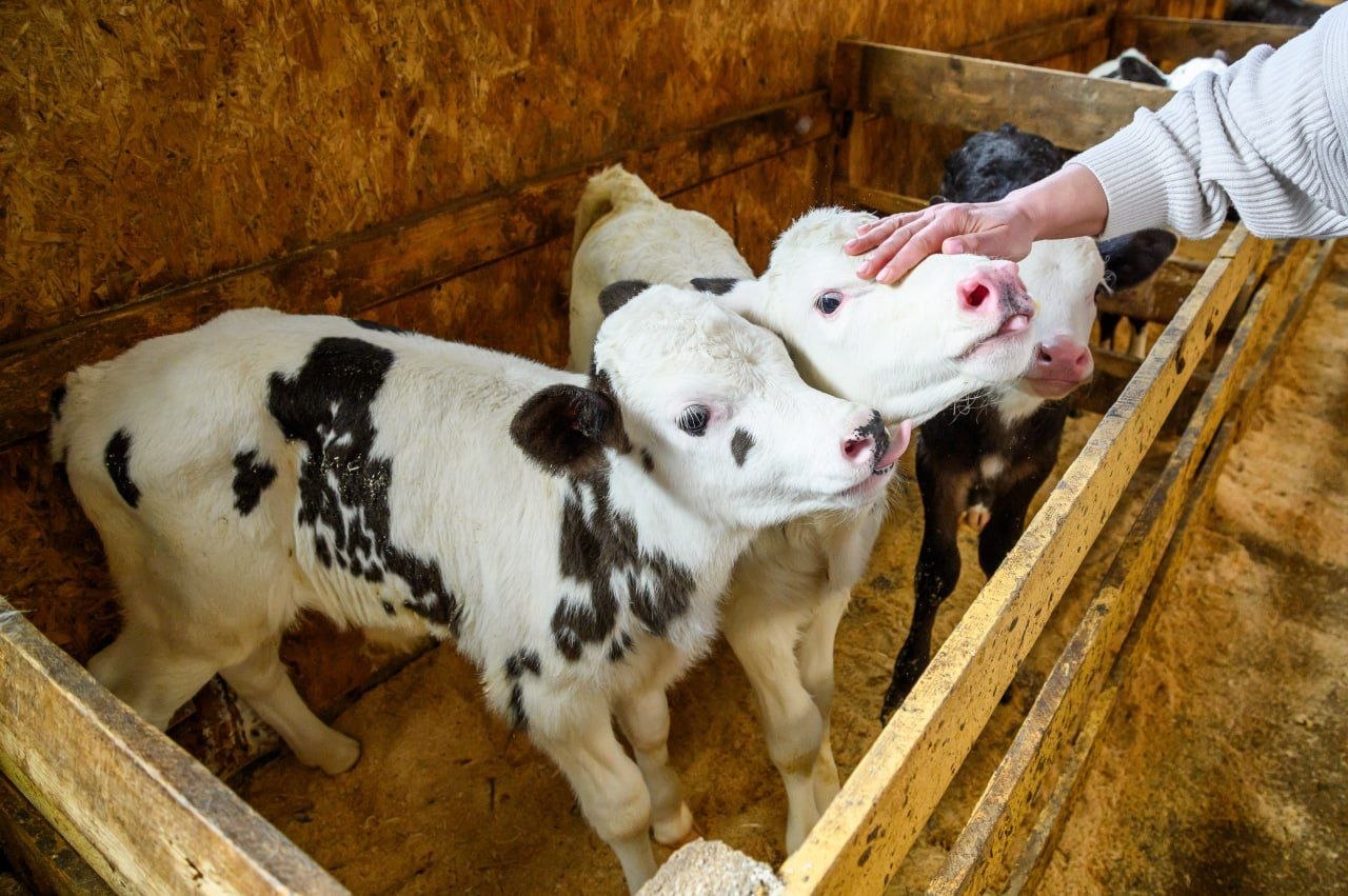 Поддержка аграриев Подмосковья: всё на портале «Мой АПК»