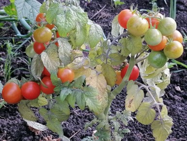 Мини-томаты: как вырастить вкусные плоды даже зимой