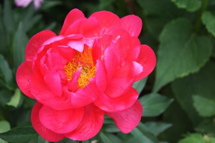 Волшебство пионов: секреты эффективного ухода в разные сезоны