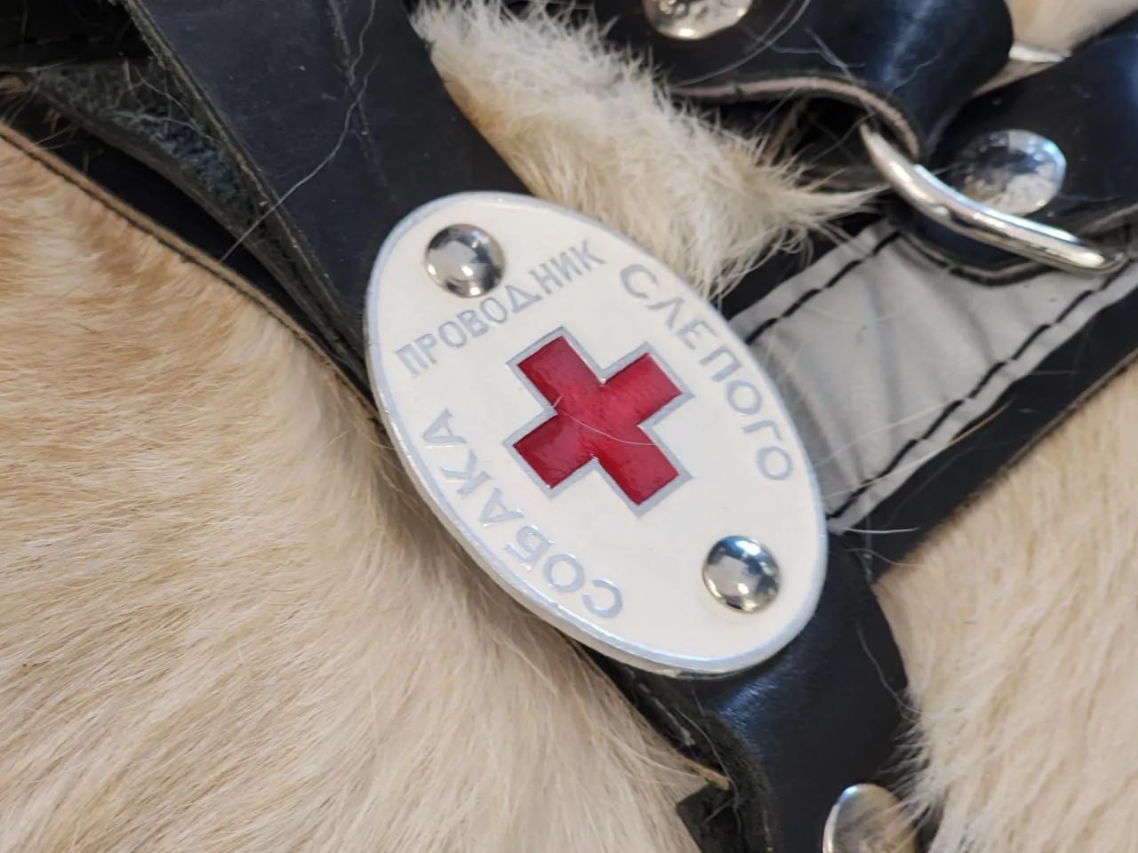 Преподаватели Российской школы подготовки собак-проводников ВОС провели показательные выступления и практические занятия для ветеранов СВО в центре Мещерякова Преподаватели Российской школы подготовки собак-проводников ВОС провели показательные выступления и практические занятия для ветеранов СВО в центре Мещерякова