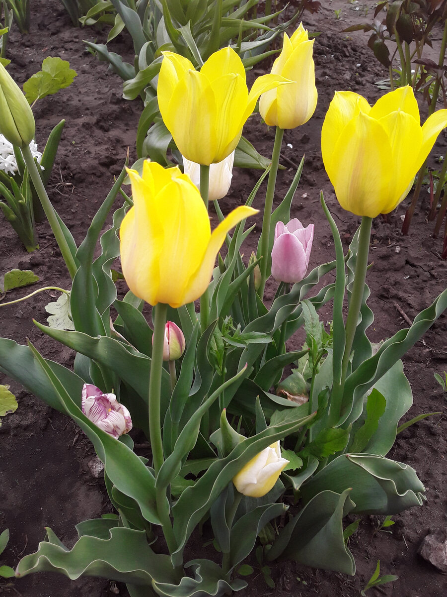 Детский сад тюльпанов: как дорастить "детки" до полноценных цветущих луковиц не занимая место в саду?