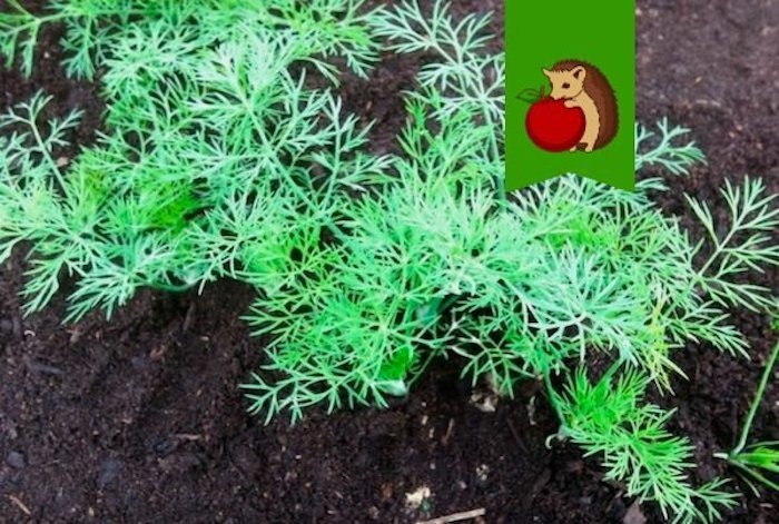 Укроп в огороде: кто будет другом, а кто врагом