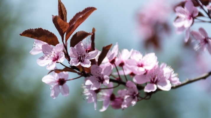 Три скрытые причины, почему ваша слива не плодоносит