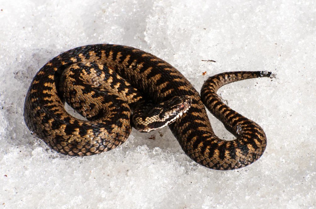 Сонные, но опасные: паводок в Подмосковье разбудил змей