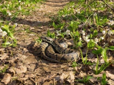 ������� ������ ���� �� ������ � �����������