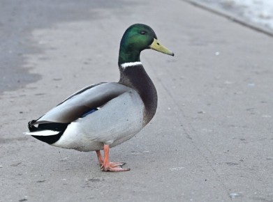 Доброе утро, красногорцы!. Сегодня 30 марта, понедельник