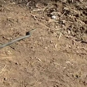 � ����������� ���������� ������