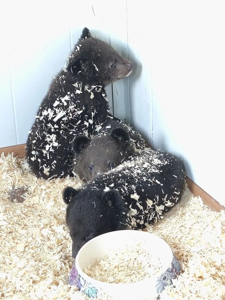 Двух гималайских медвежат-сирот нашли в Приморье