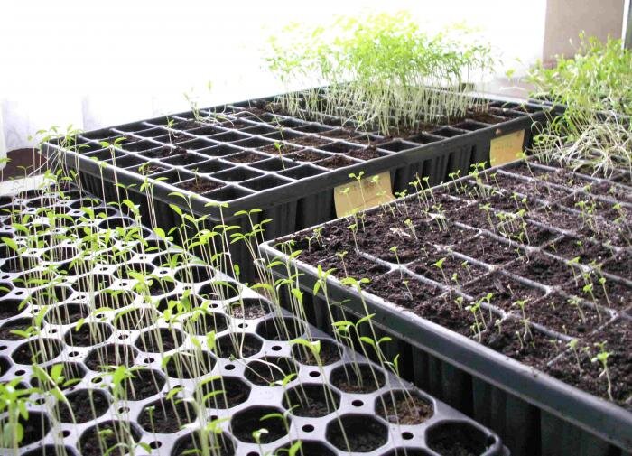 Когда и как правильно подкармливать рассаду