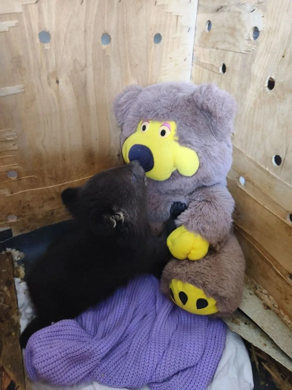 Двух гималайских медвежат-сирот нашли в Приморье Двух гималайских медвежат-сирот нашли в Приморье