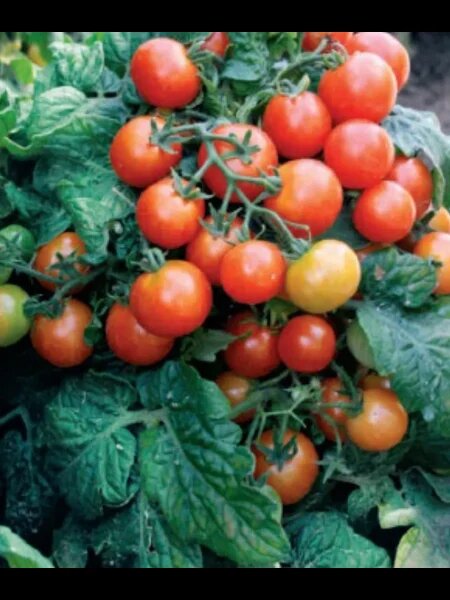 Томат Непас 11: идеальный выбор для компактного городского огородничества