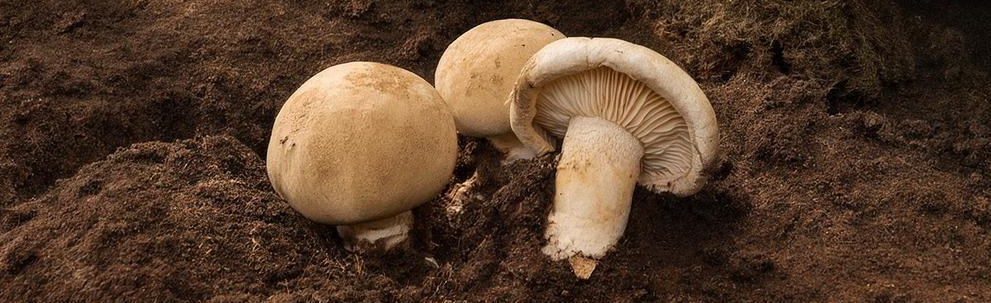 выращивание трюфелей: реально ли превратить дачу в грибное королевство?