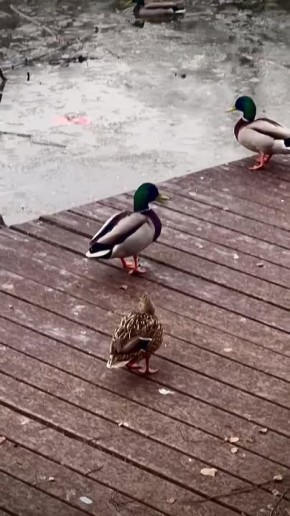 ������ ����, �����������!. ������� 3 ������, �������