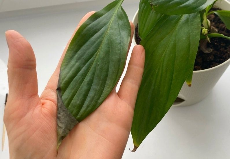 ��� ������� �������� ������������: ������� �������� � ��������� �������