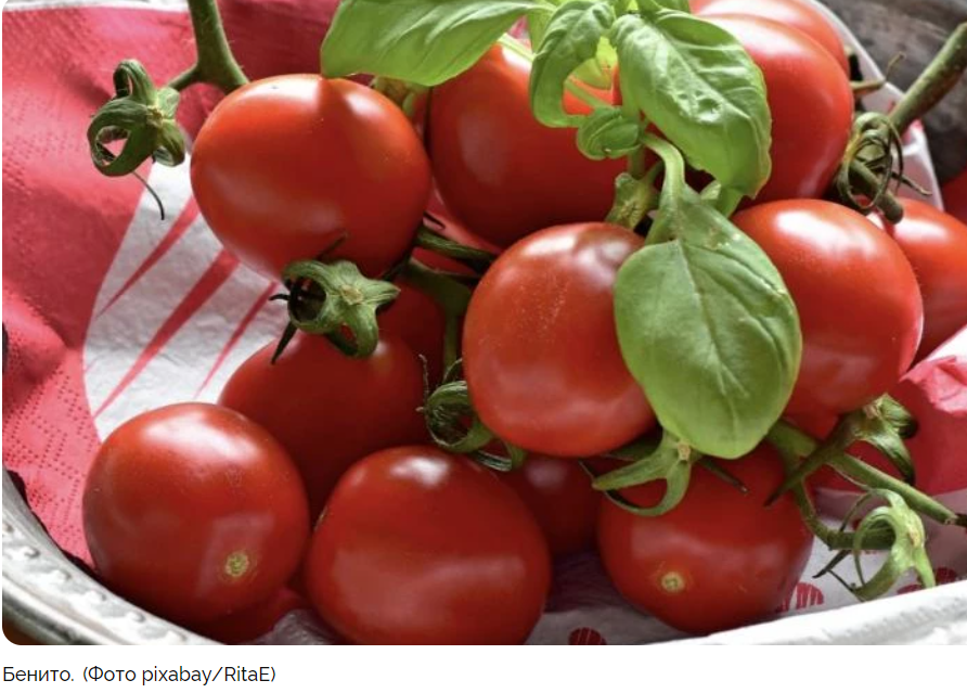 Ранние сорта томатов: выбор для вашего урожая