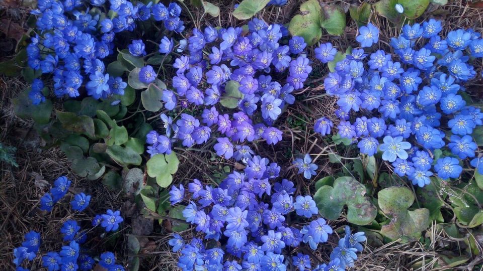 ������ ����������, ������� �������� ��� ���