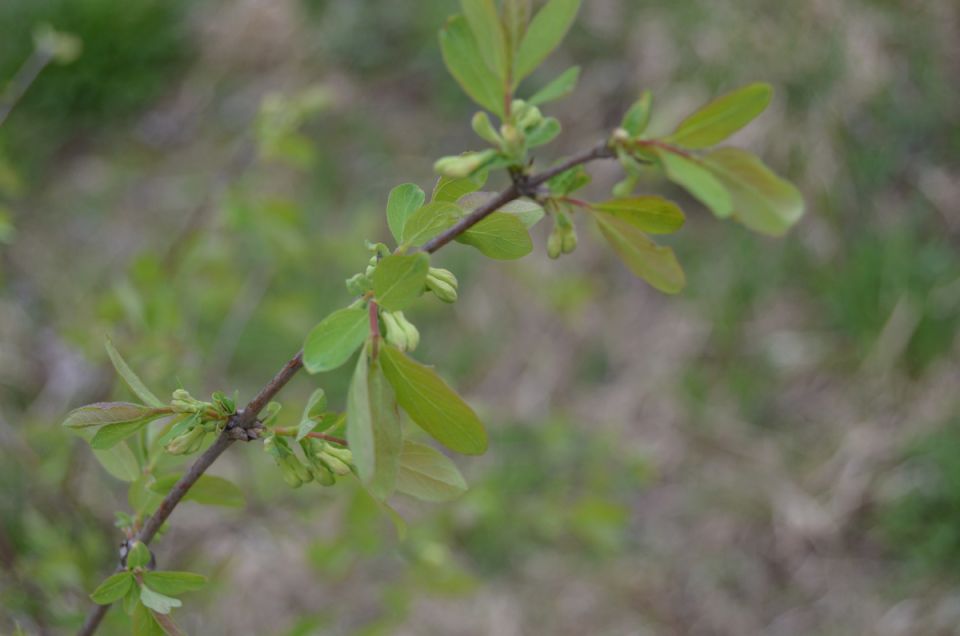 ���������: ������ ���� � ������