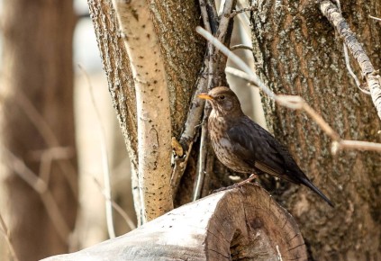 ������ ����, �����������!. ������� 7 ������, �������