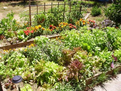 Пижма: желтые цветы, которые отпугивают комаров и клещей