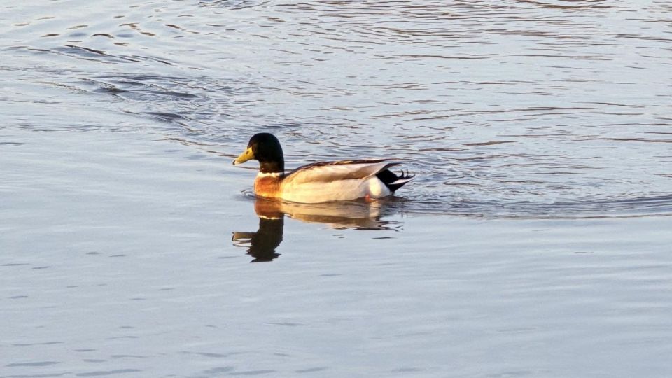 ������� ���� � ����� ���������� ������ ������� ��������, �� ��������� ����������