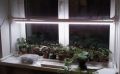 Как правильно выбрать фитолампочку для зимнего огорода на подоконнике