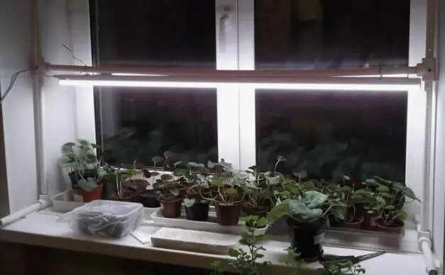 Как правильно выбрать фитолампочку для зимнего огорода на подоконнике