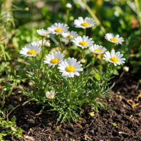 ��� ������� �������� ��� ������ � ���������� ���������