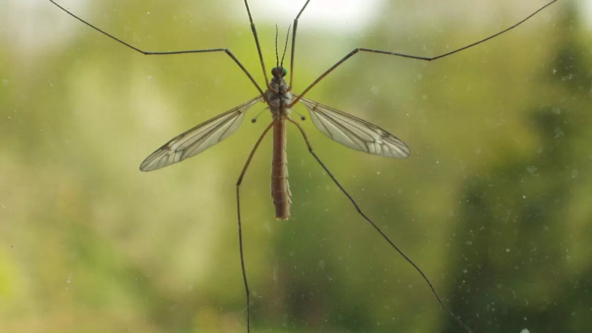 Как создать уют на даче: растения-расправители с комарами