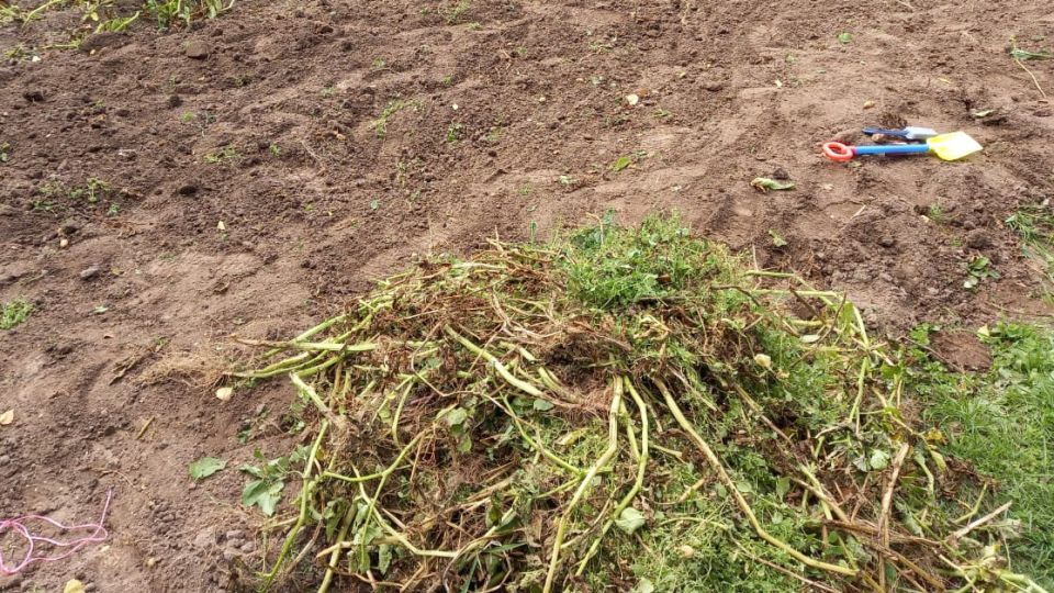 ����������� �������� ������������ �����: �������� �������� � ������ ��� �����������