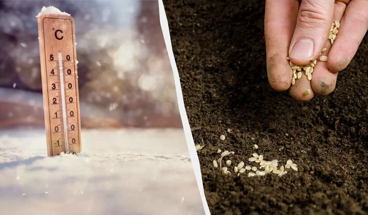 Февраль: время для рассады – что и как сеять на вашем участке