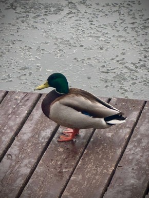 Доброе утро, красногорцы!. Сегодня 9 апреля, четверг