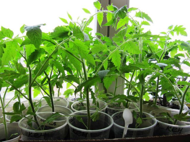 ��� �������� ������� �������: ������ ��� ���������� ���������