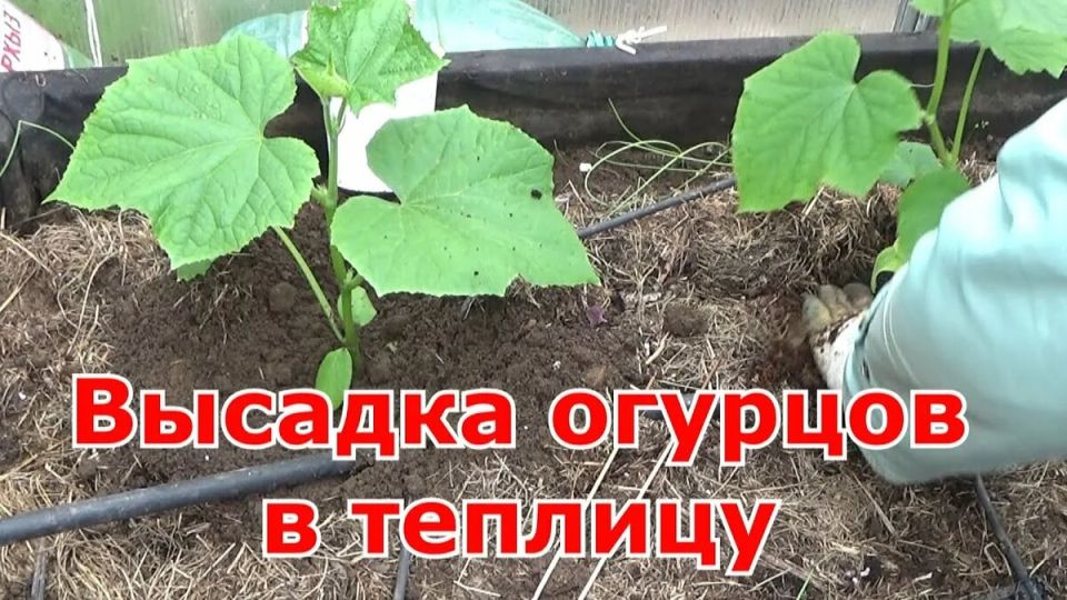 �������� �� ������� ������� � �������: ��� �������� ������� ����� ������ � ������