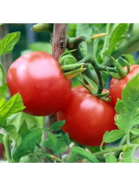 ����� ��������� �����������������: ��������� ����� ��� �����������