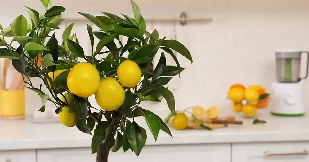 Как вырастить комнатный лимон: секреты ухода для вкусных плодов