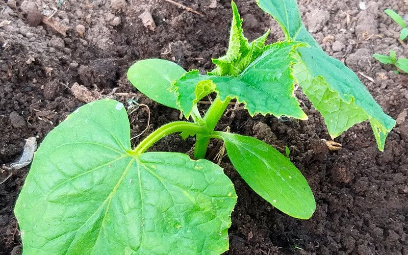 ��� ����� � ������ ������������ ������� ����� �������: ������� ��������� ������